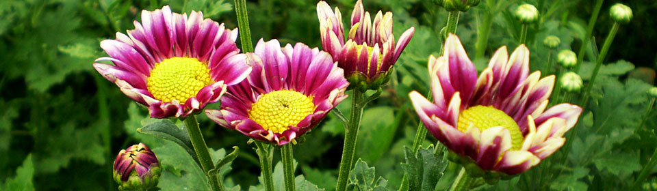 短信测压准确吗